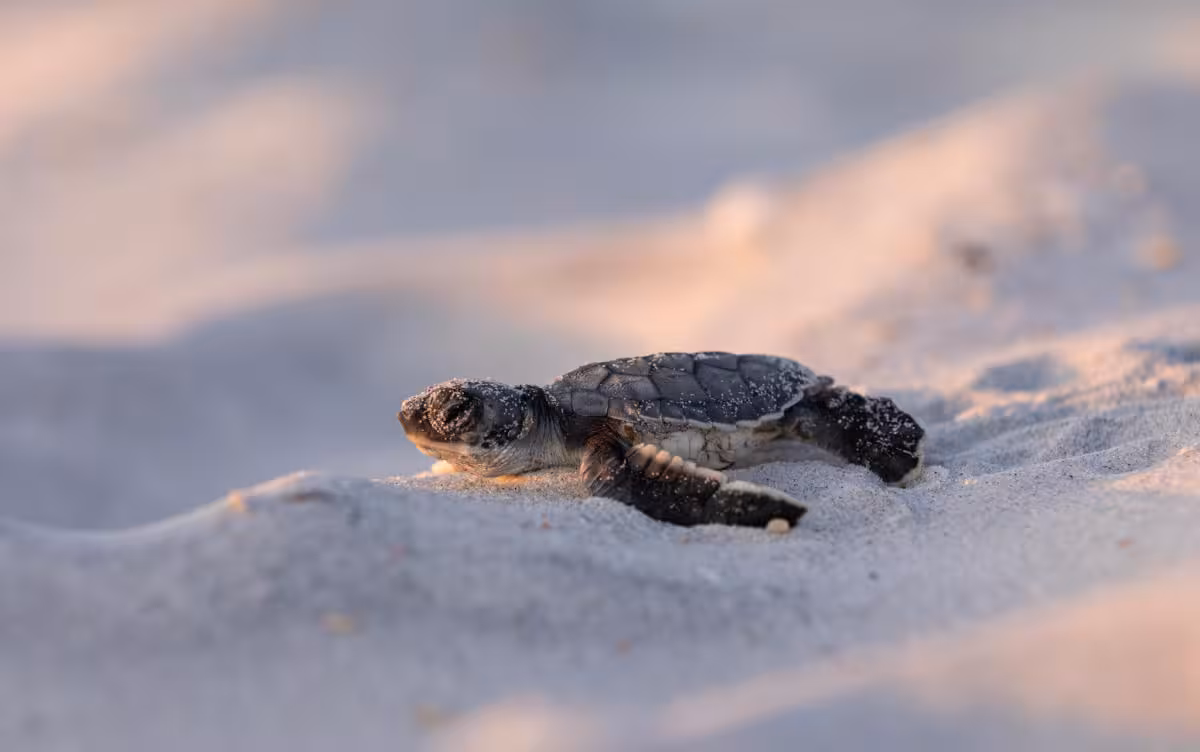 Turtle